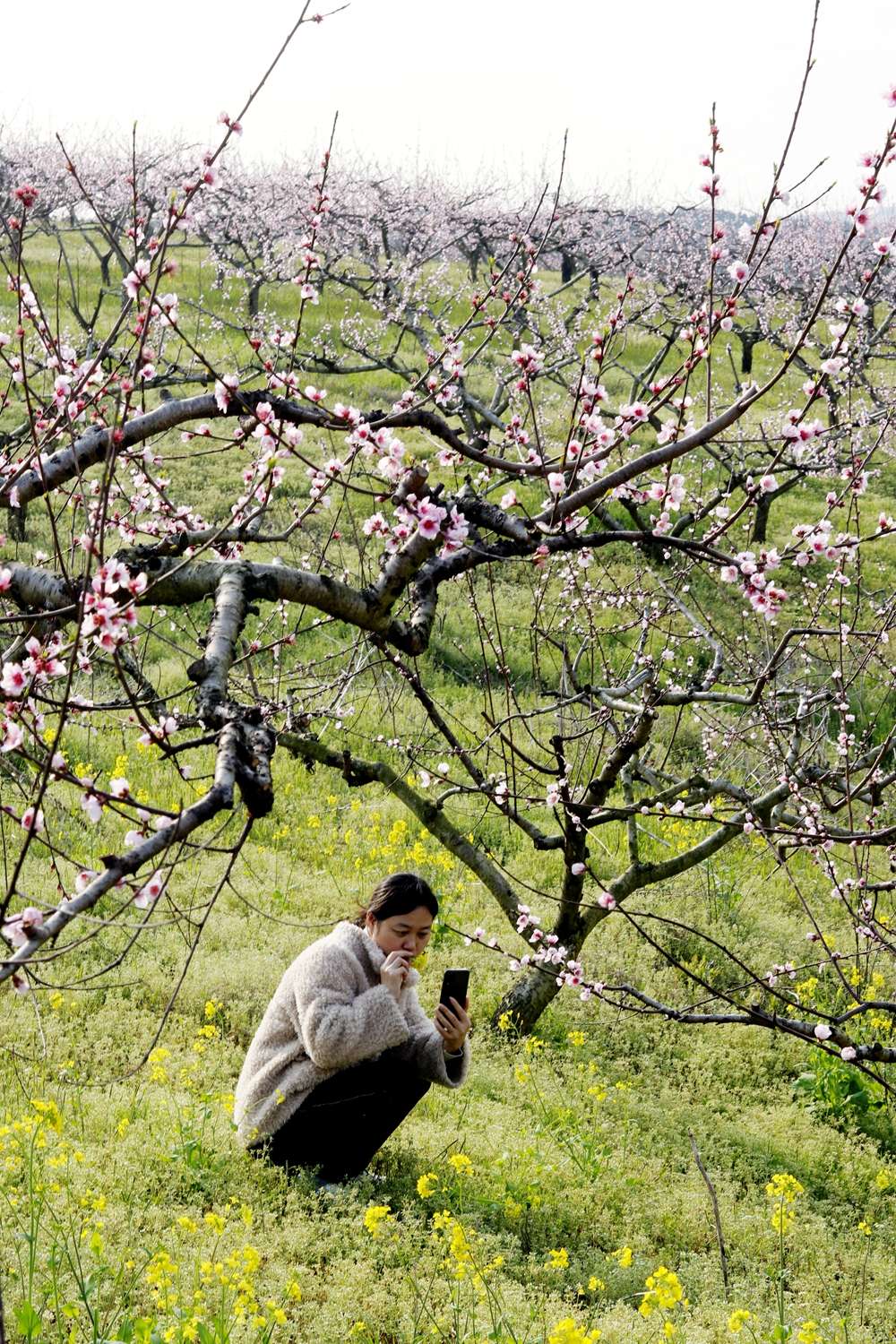 屈家岭桃花园桃花开了