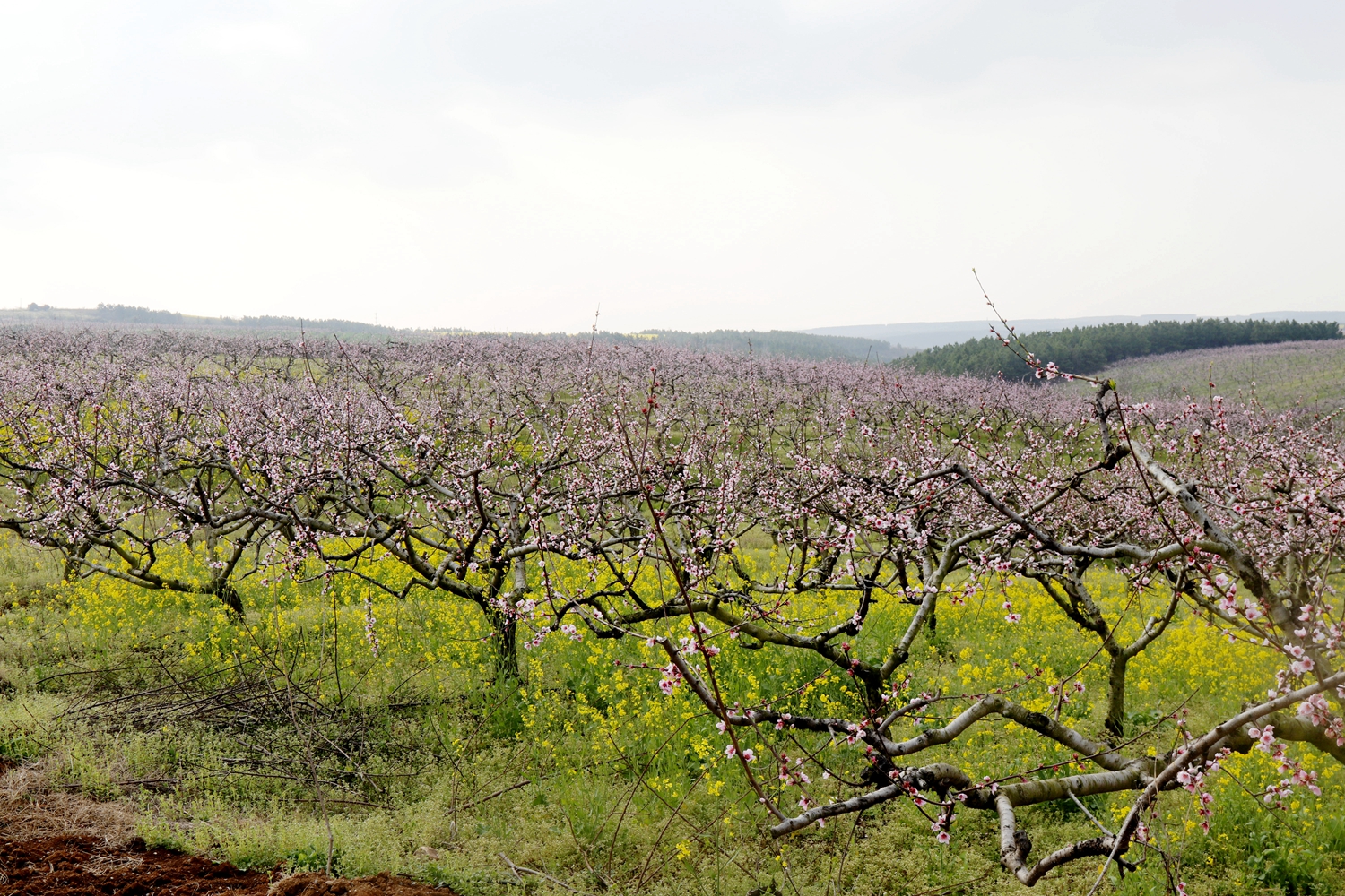 屈家岭桃花园桃花开了