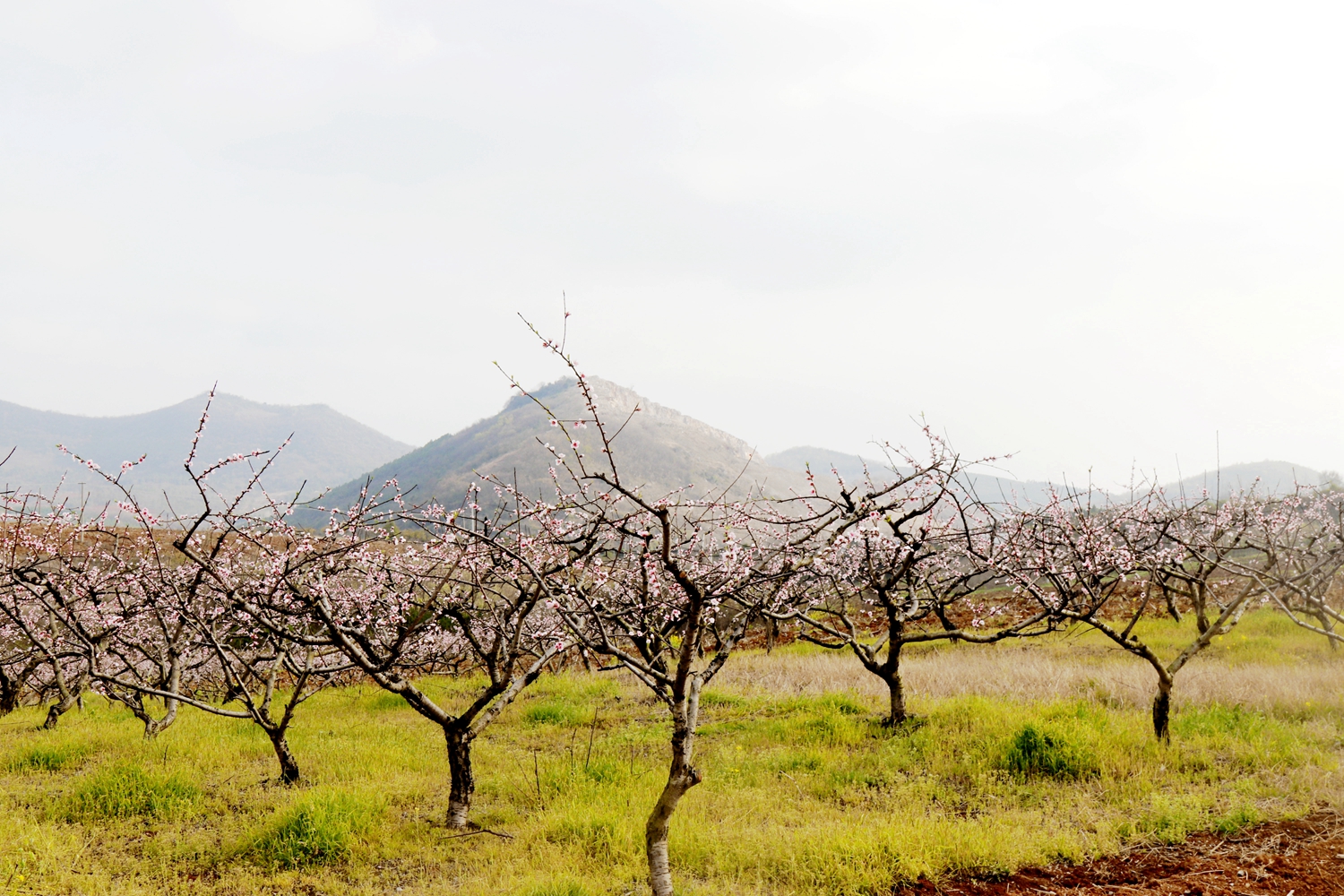 屈家岭桃花园桃花开了