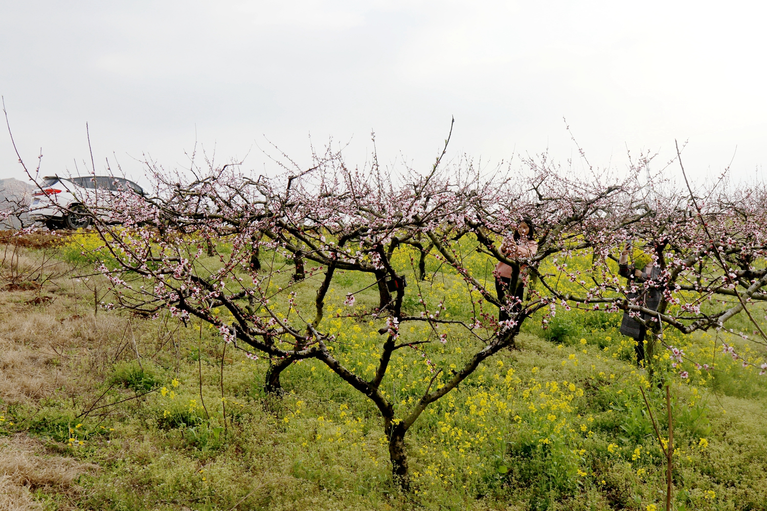 屈家岭桃花园桃花开了