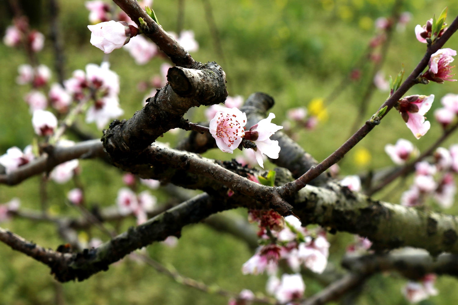屈家岭桃花园桃花开了