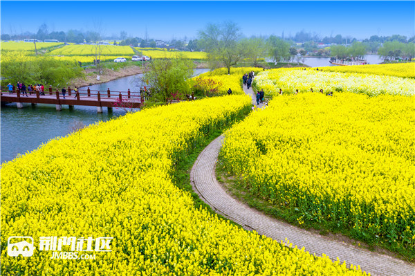 第十三届油菜花节