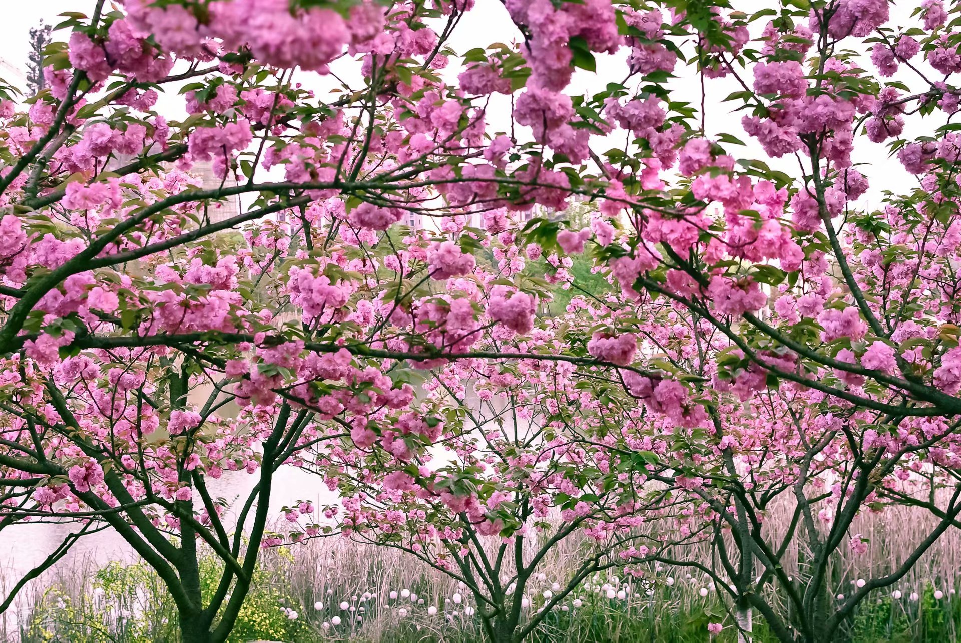 怡卉园樱花图片