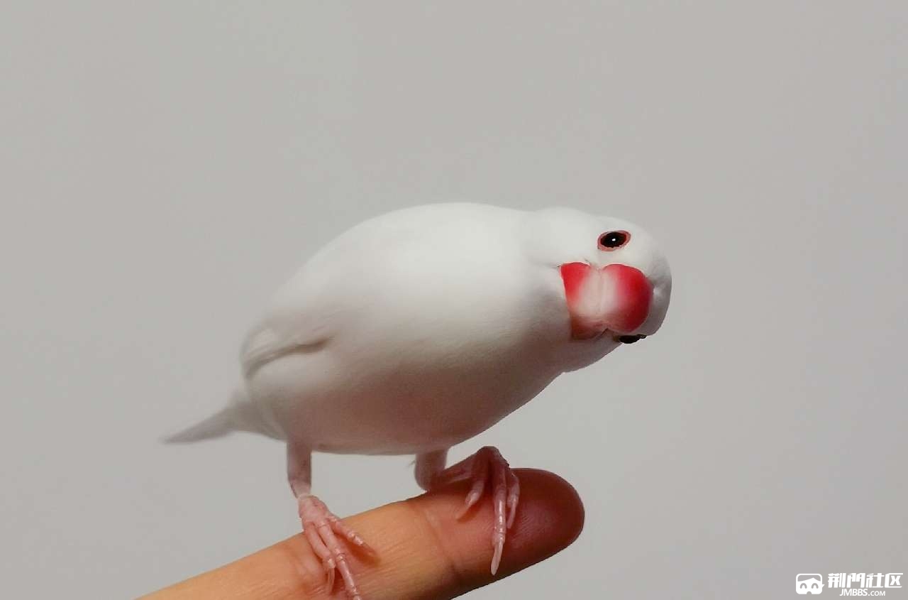 白文鸟喜欢手养鸟的可以预订了