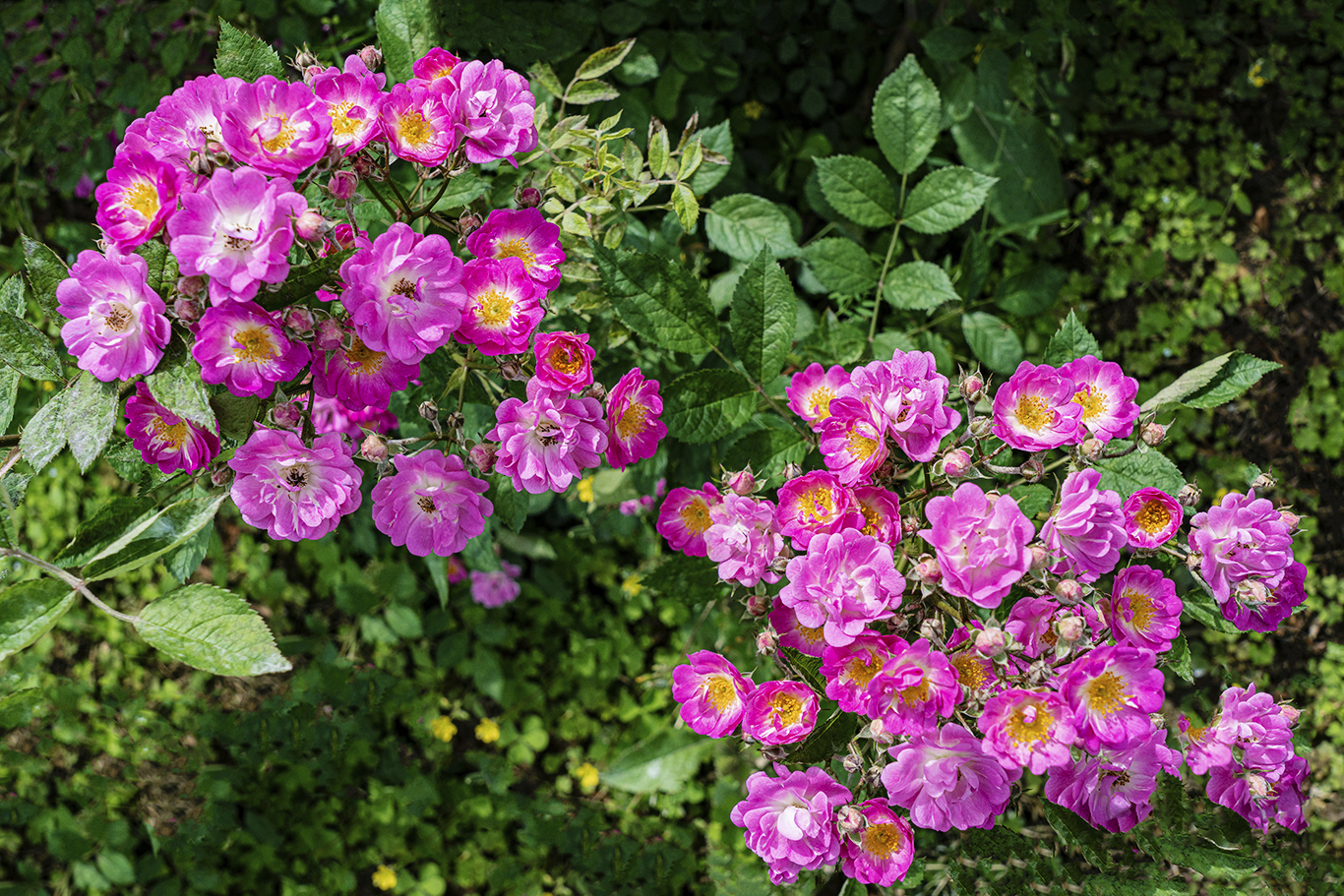 花繁叶茂蔷薇图