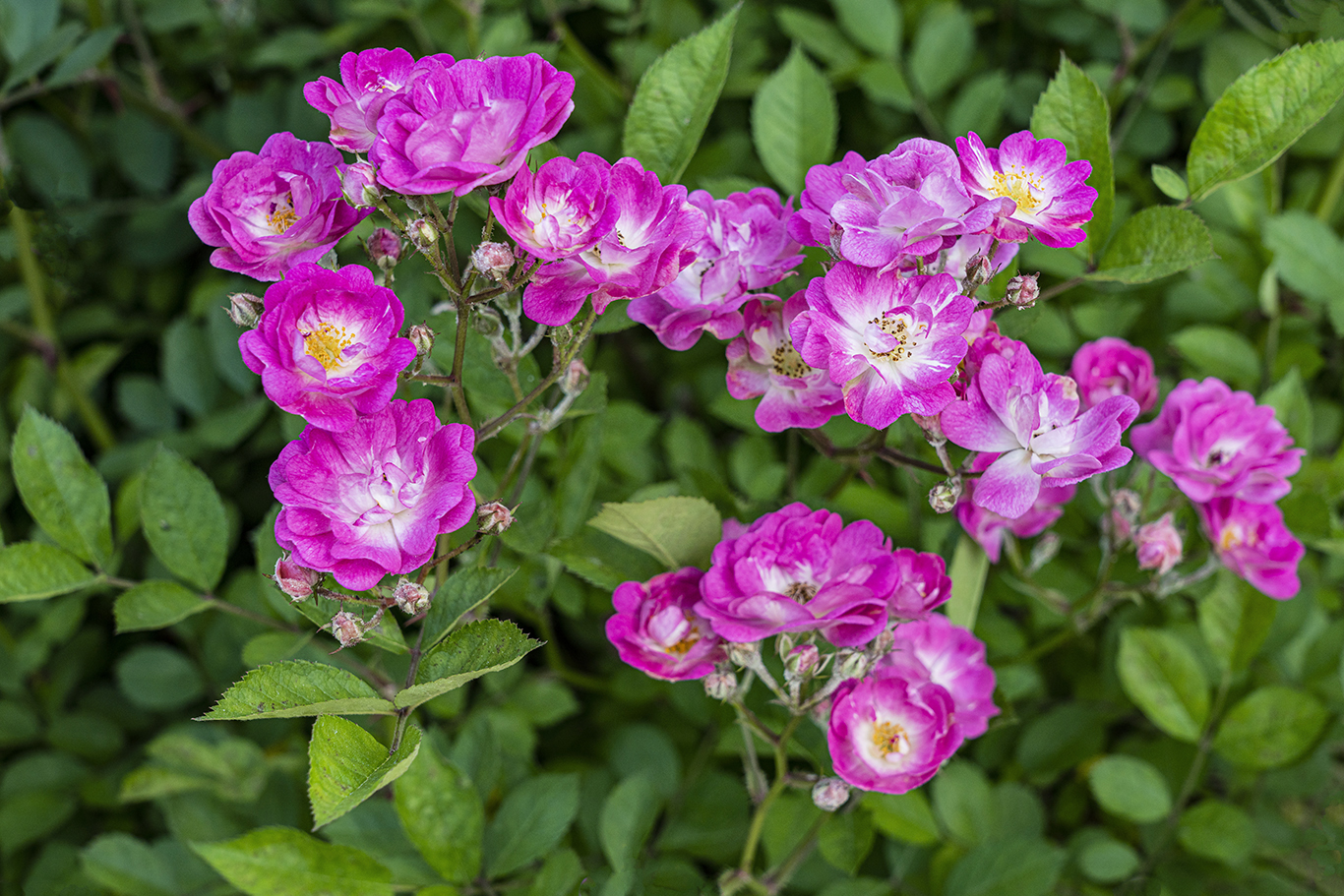 花繁叶茂蔷薇图