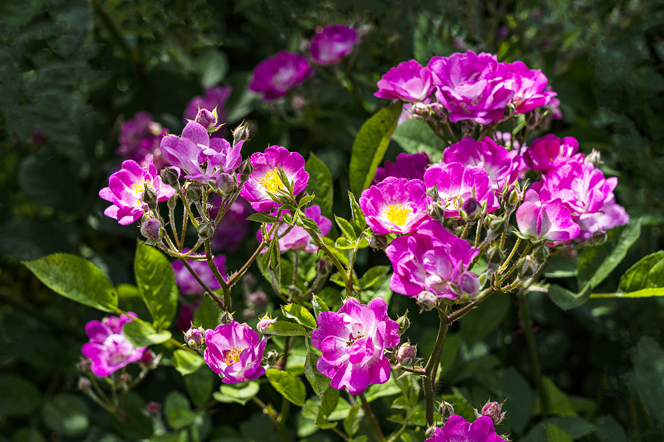 花繁叶茂蔷薇图