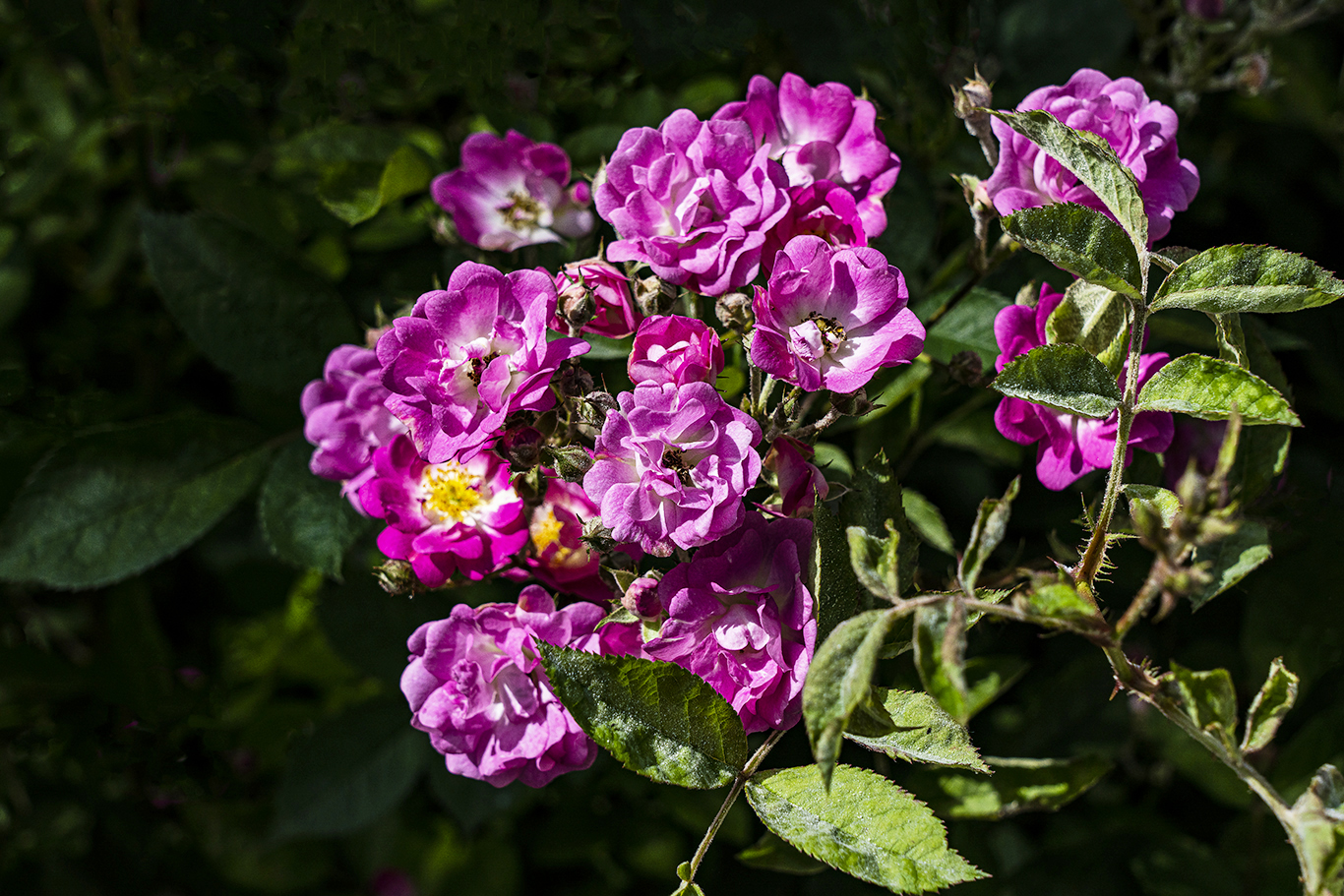 花繁叶茂蔷薇图