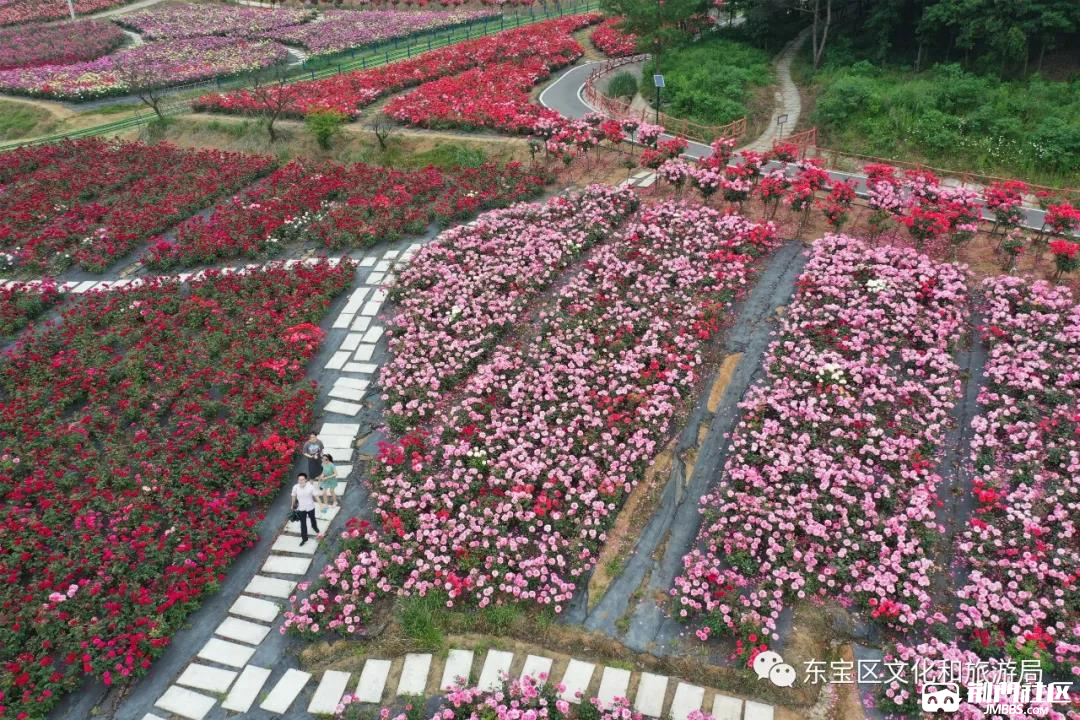 聖境花谷月季花海