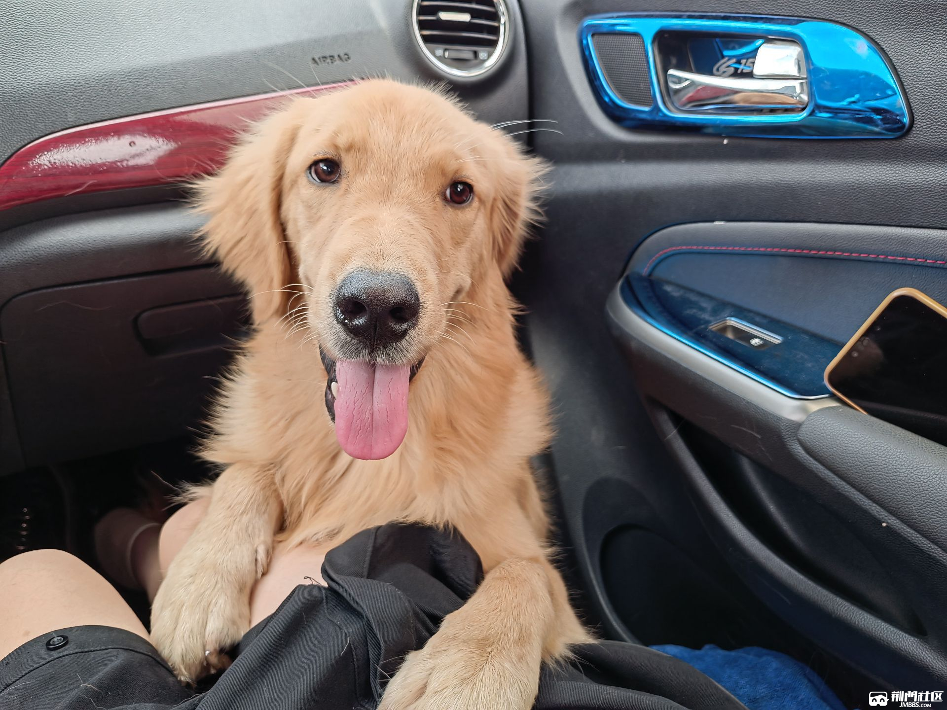 四个月大的金毛宝宝免费领养