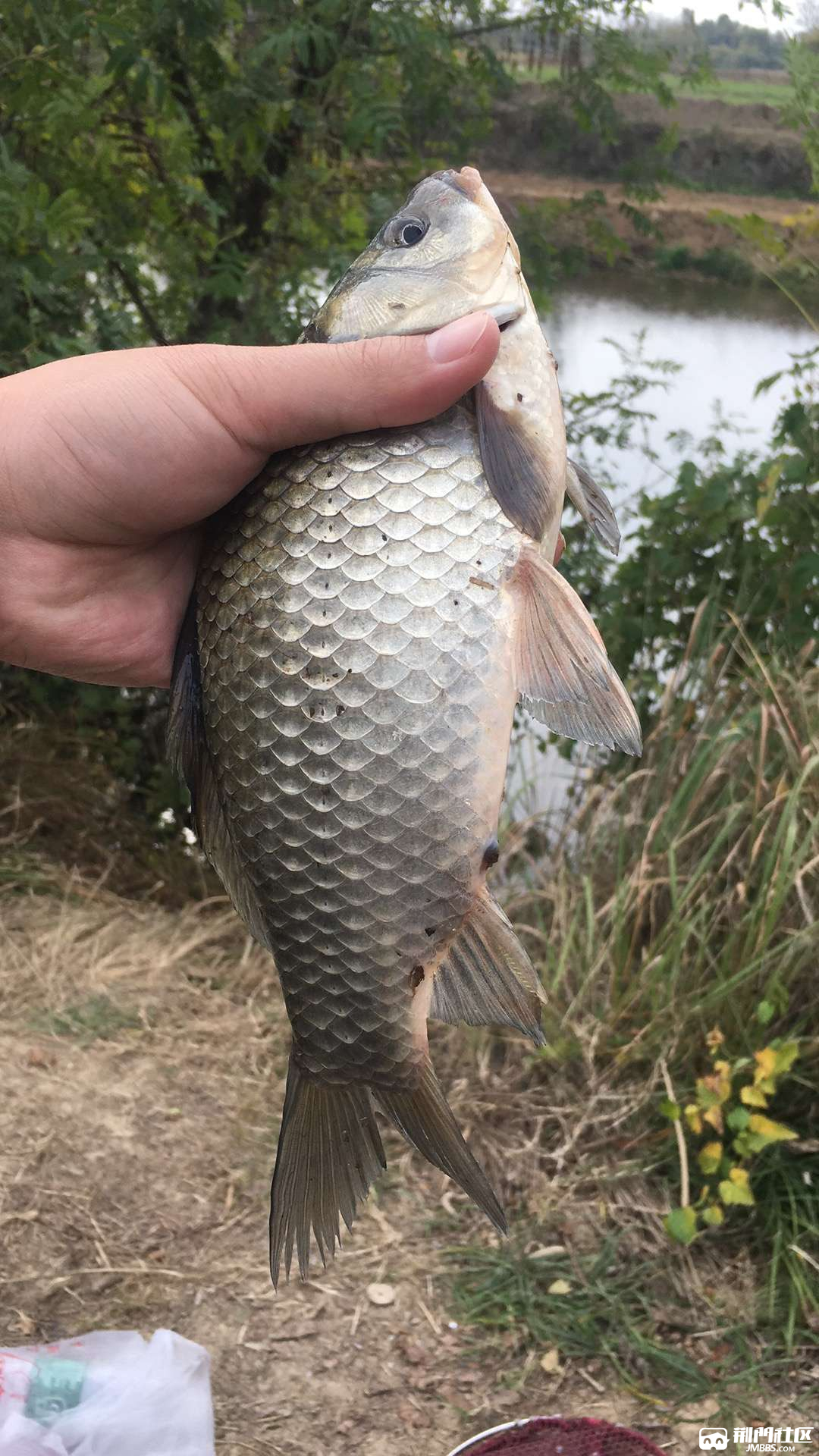 五里野河沟野鲫鱼就是漂亮