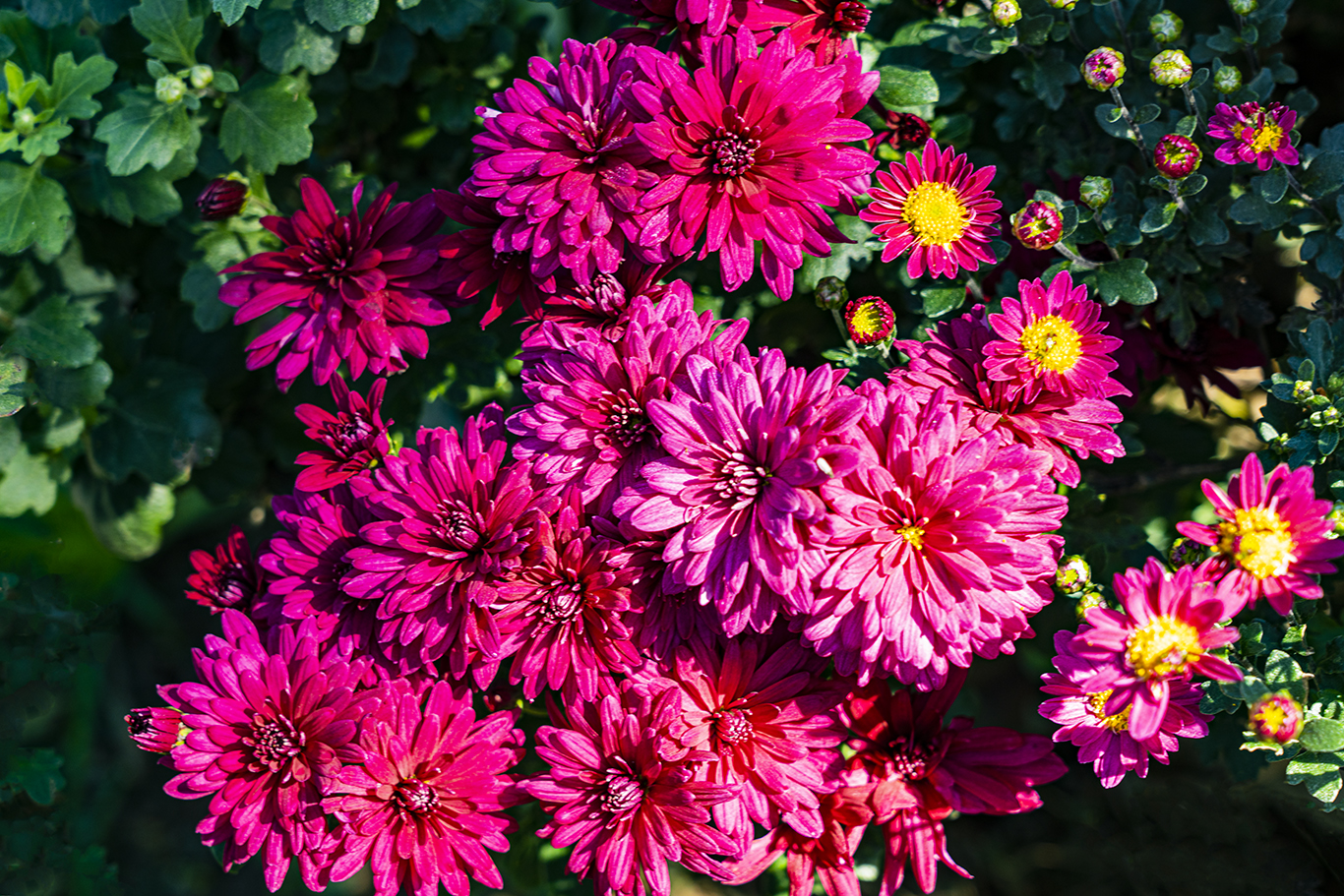 小朵菊花的精彩