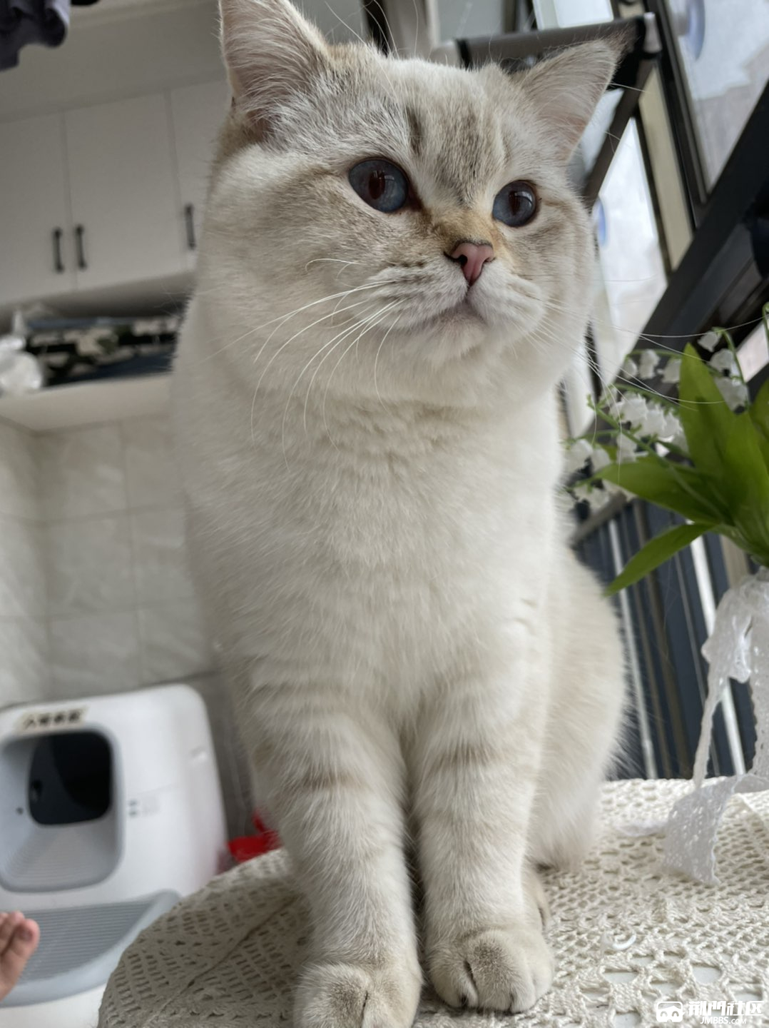 金点弟弟找女朋友银渐层金渐层银点金点可配