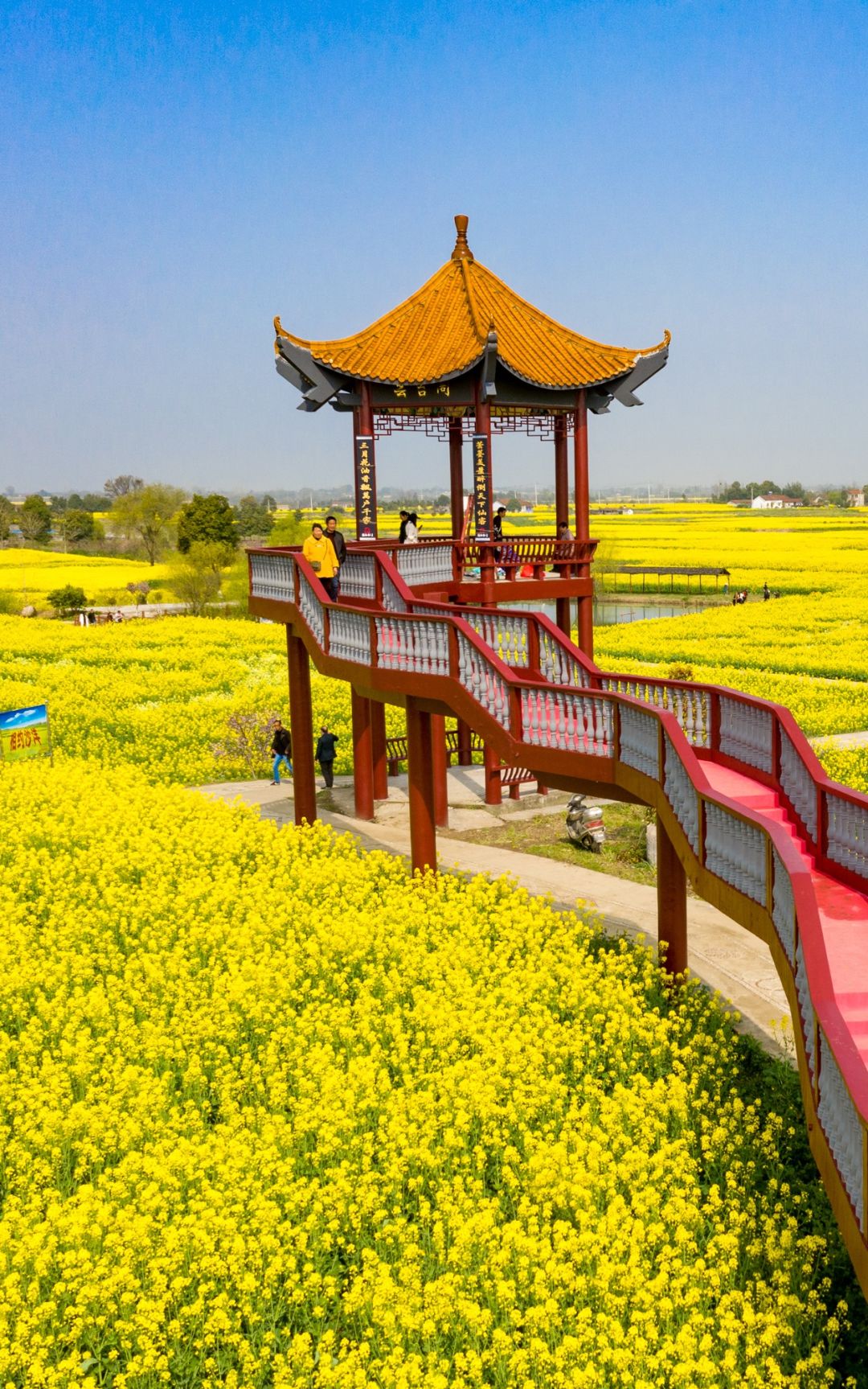 鲁山坡油菜花图片