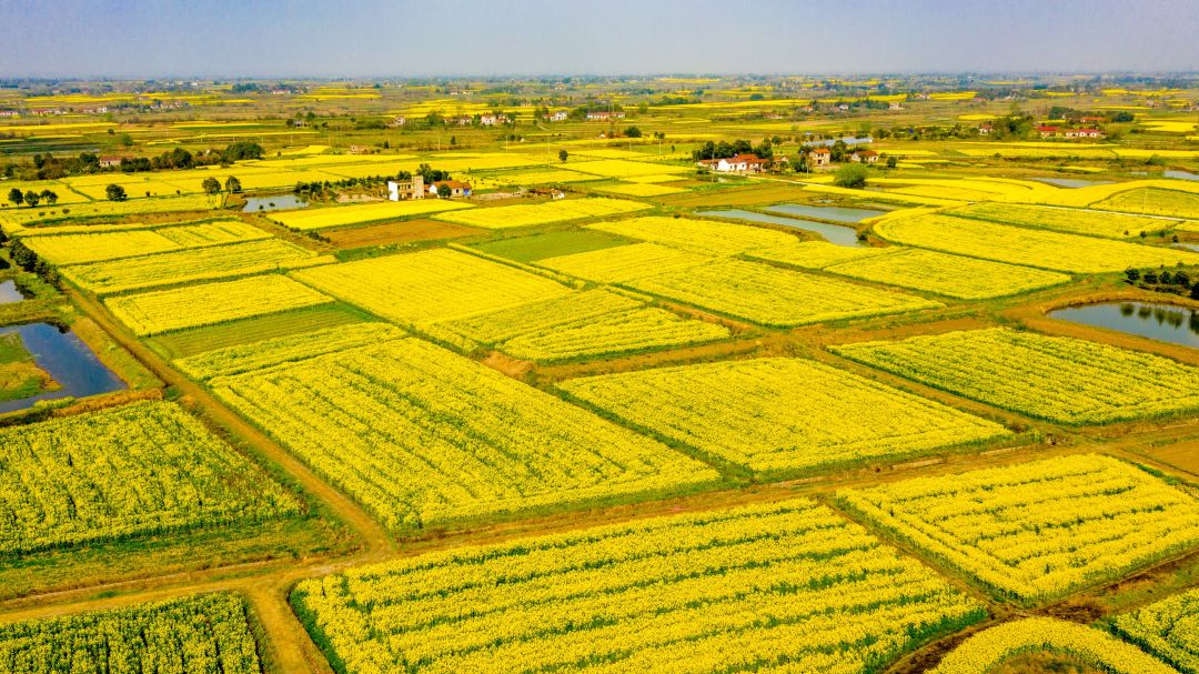 沙洋油菜花再上央视新闻70万亩花海与你相约春天