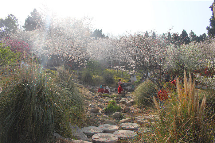 西宝山樱花谷,花开满枝,落英缤纷——来吧,美景就在身边!