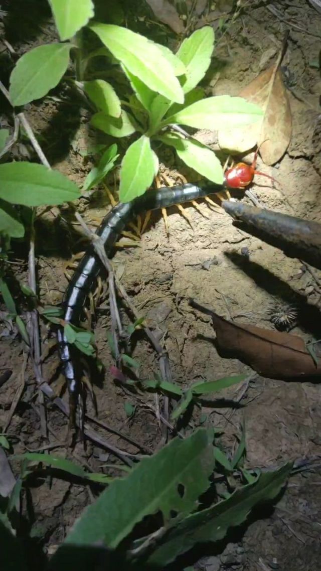 一晚上捡蜈蚣能挣1000多元,干嘛还要上班?